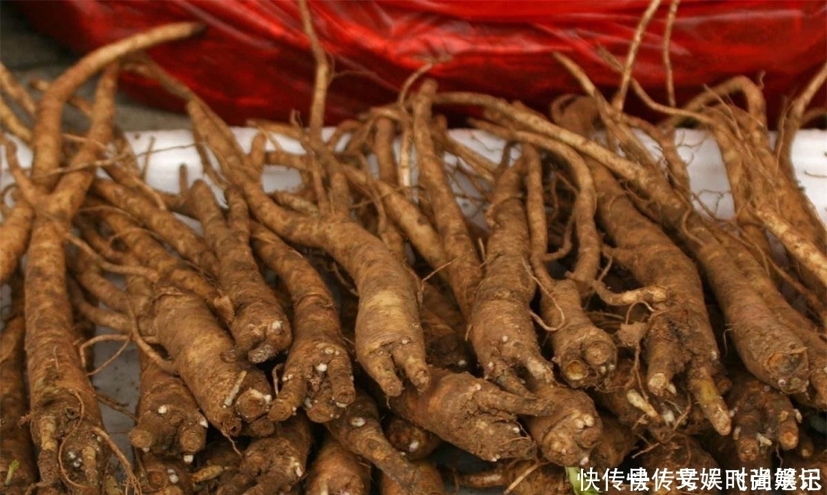 桔梗|农村一种特殊野菜,根似人参营养高,做成泡菜超下饭,见到别错过