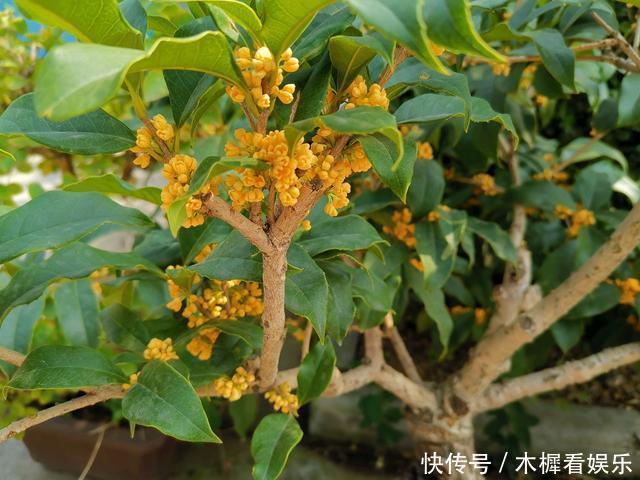 家里有5种花,12月之前要“动剪刀”,舍得剪、花量翻倍