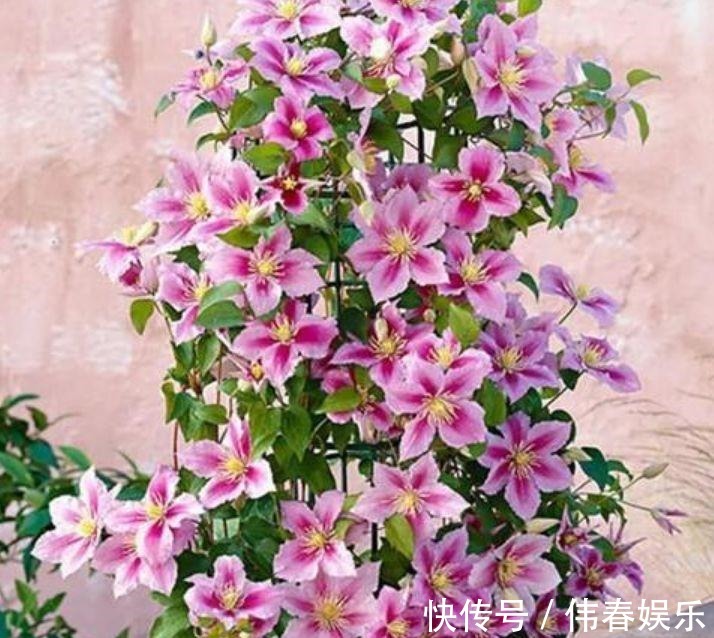 花期|阳台养这几朵花,花开不断,开花漂亮花期长,谁养谁喜欢