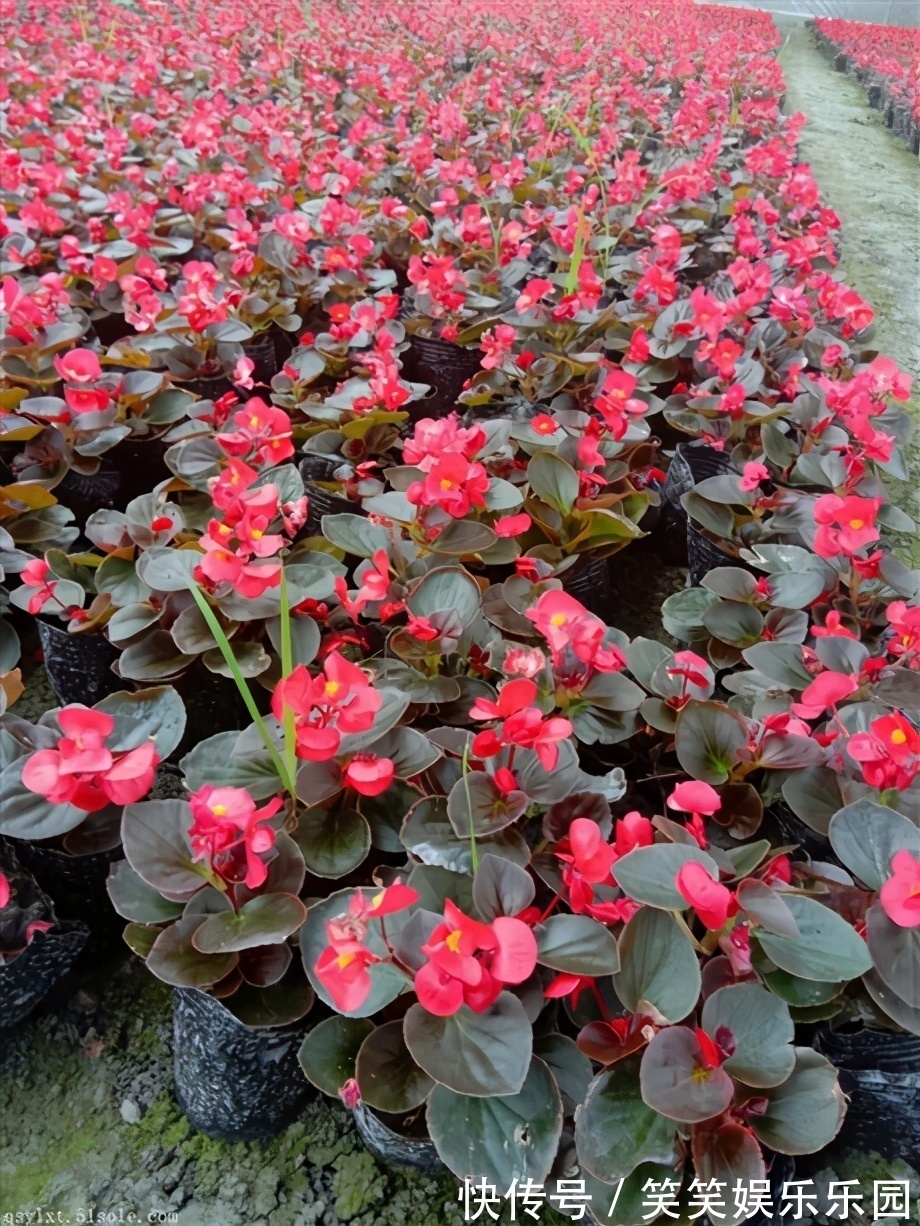 红掌|室内养盆“四季花”，花量巨大，一年365天，每天开花