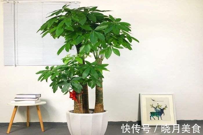 冷天养这8种花,有钱也要穷着养,断粮、少水更抗冻