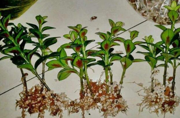 月季花|秋天扦插“4种花”,易生根,爱生长