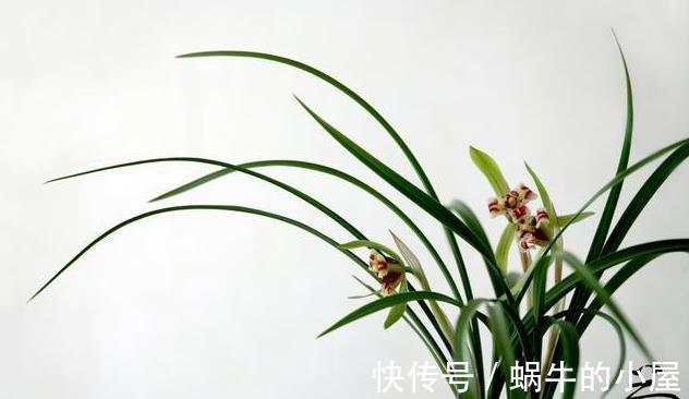 牡丹花|几种常见的吉利花，摆在家里有富贵有福，你家养了几种？
