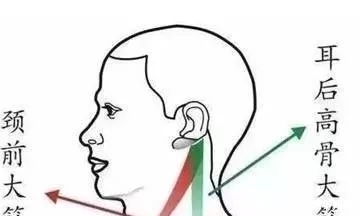 翳风穴|掌握这三条筋,能治很多病!