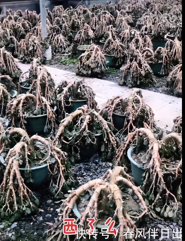 冬天0度下,个个玉树都“趴下”,歪七扭八变“鼻涕”,救不活啦