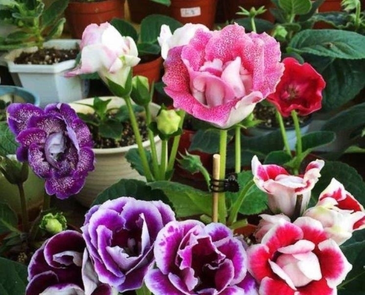 懒人花|此花超漂亮,沾土就活,看了就让人沉醉,年年开花不断,美!