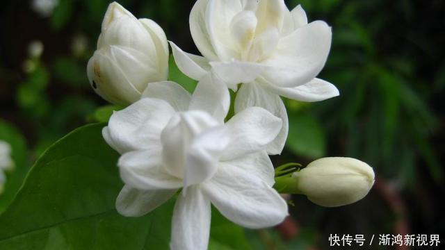 大爷养茉莉花20年,身高2米花满枝头,请教过后才知他是这么养的