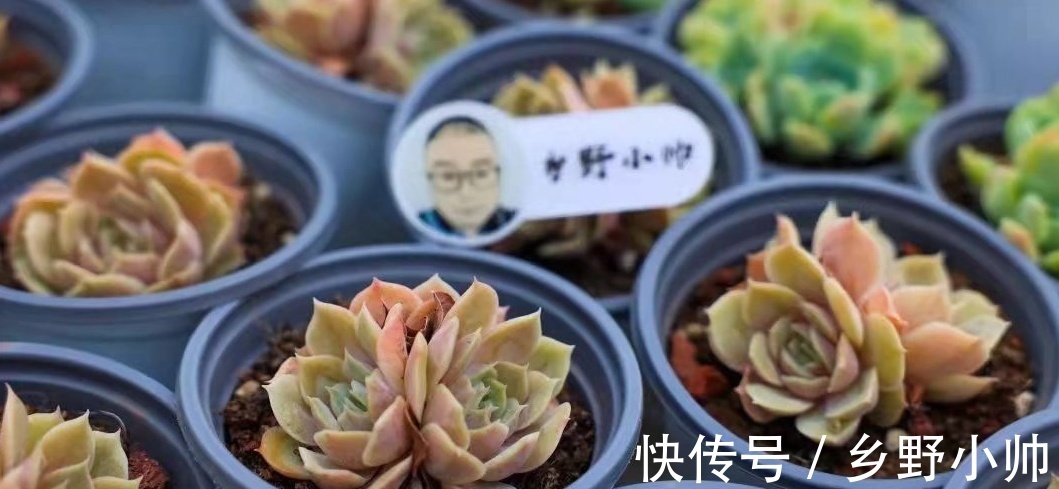 不适合叶插的品种有哪些?叶插也要选好品种,否则发根太难了