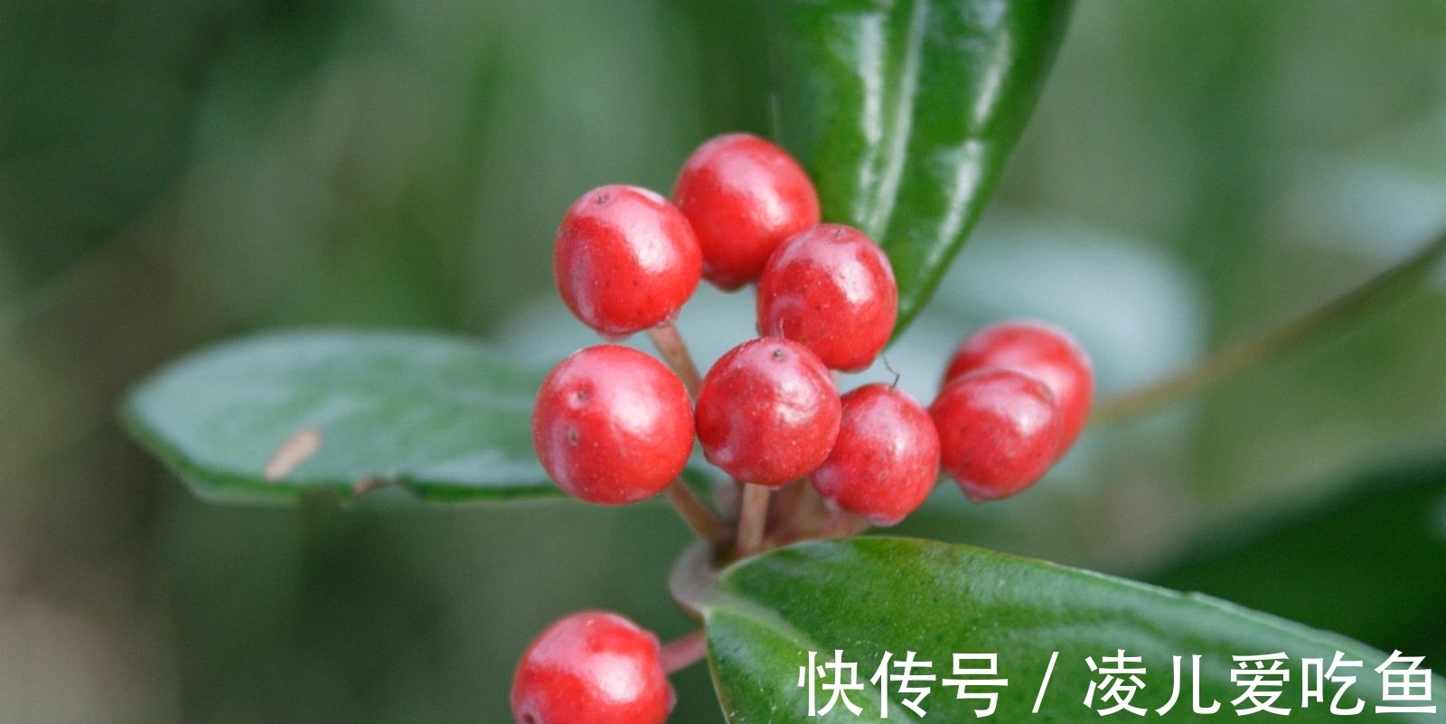 红豆$从王维五言绝句感受中国古典诗歌的艺术魅力,在心为志,发言为诗