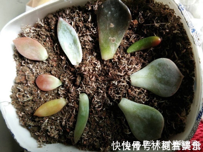 大户|多肉叶插,从摘叶子开始,简单3步,轻松变大户