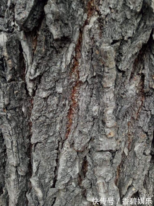 吊兰、绿萝就爱“黄叶”,喷点“溶液”,返青快好养护!