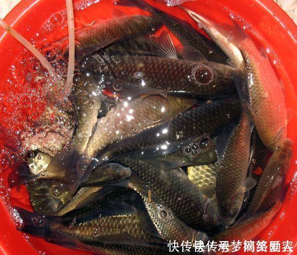 小伙|农村小伙钓鱼就是狠，这样打窝，钓鱼钓到手发软