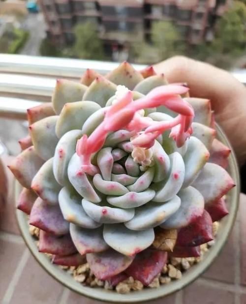 多肉浇水没有规律！根据实际情况，保持花土偏干，无需浇太多