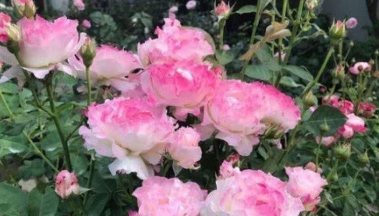 4种花是花卉中的佼佼者,好养易开花,花香四溢飘满屋,美爆了