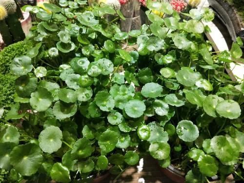 铜钱草叶子倒伏,3个主要影响因素,其中1个因素很重要