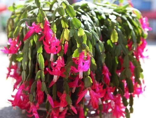 花芽|长寿花、蟹爪兰都喜欢的“神仙水”,一周喂一勺,花开满枝头!