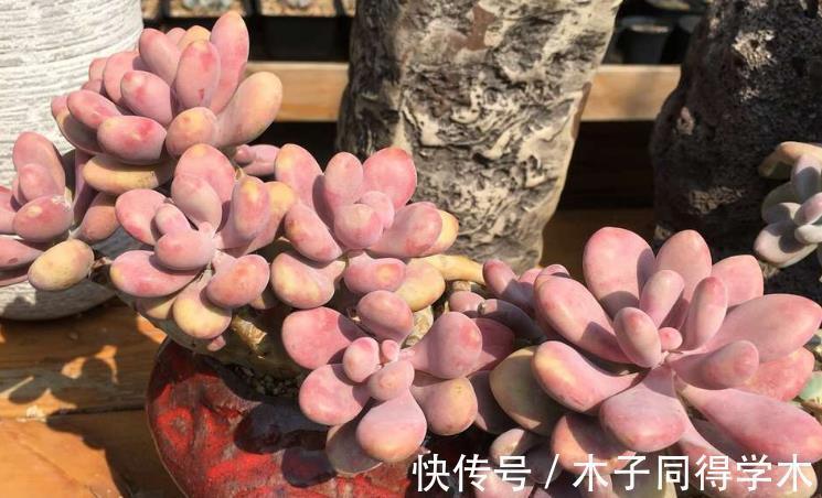 老桩|这些多肉太像了,一般人傻傻分不清楚,快看你有没有被骗?