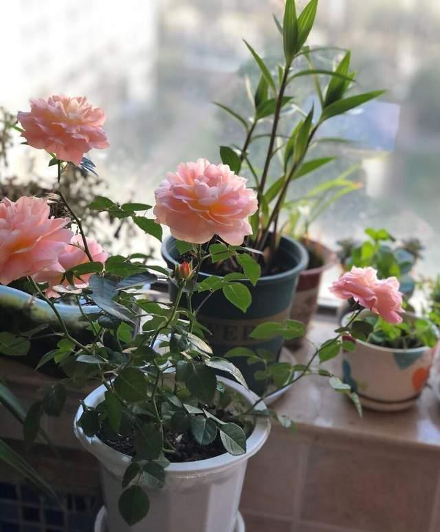 自制|夏季养花“爱生虫”，自制“4种水”驱虫，虫子全死光