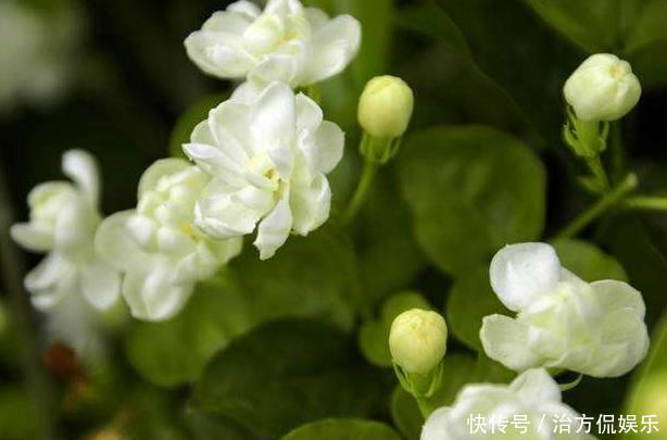 茂密|盆栽茉莉花如此施肥,长得枝叶非常茂密,花开一茬又一茬!