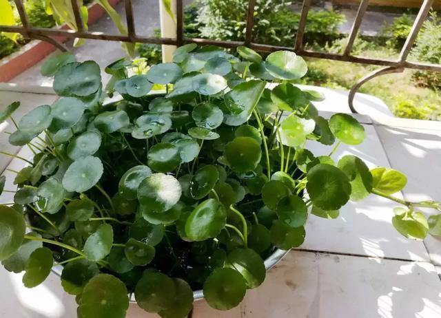 花再好看也别花钱买,浪费!只要随便捡几片叶子,落地就疯长