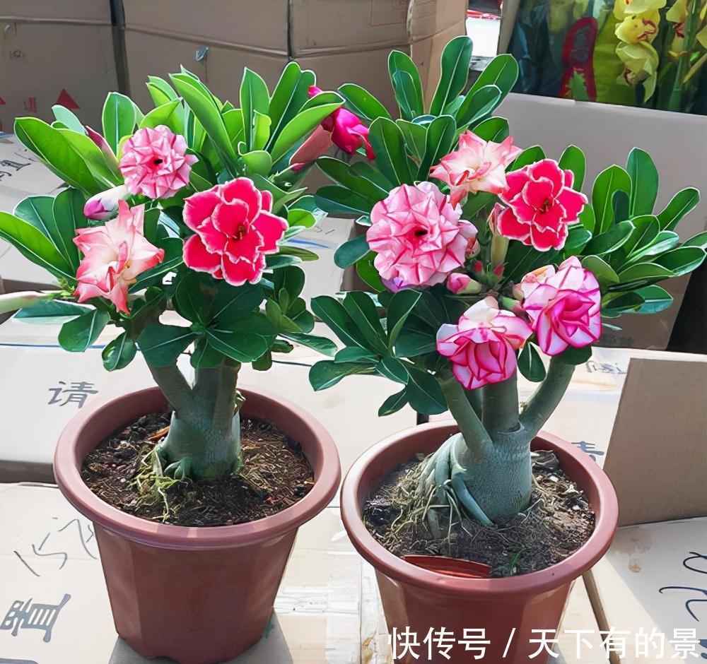 “穷养”5种花,用小花盆栽种,多晒少管更利于生长,又美又值钱