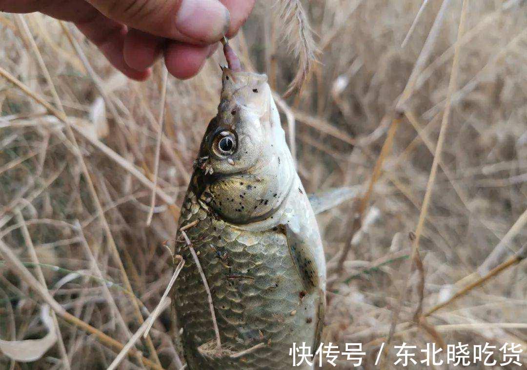 枯枝烂叶|冬季钓鲫鱼,找鱼窝很重要,学会这三个技巧,轻松找到鱼窝子