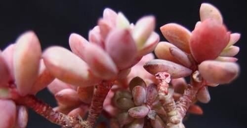 养多肉姬胧月,了解掌握3个技巧,1年长成悬崖老桩