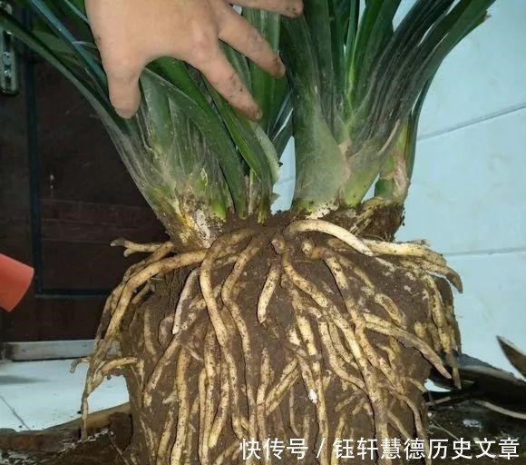 泥土|户外挖“2种土”养花,君子兰长得像“大白菜”,茉莉花“爆盆”