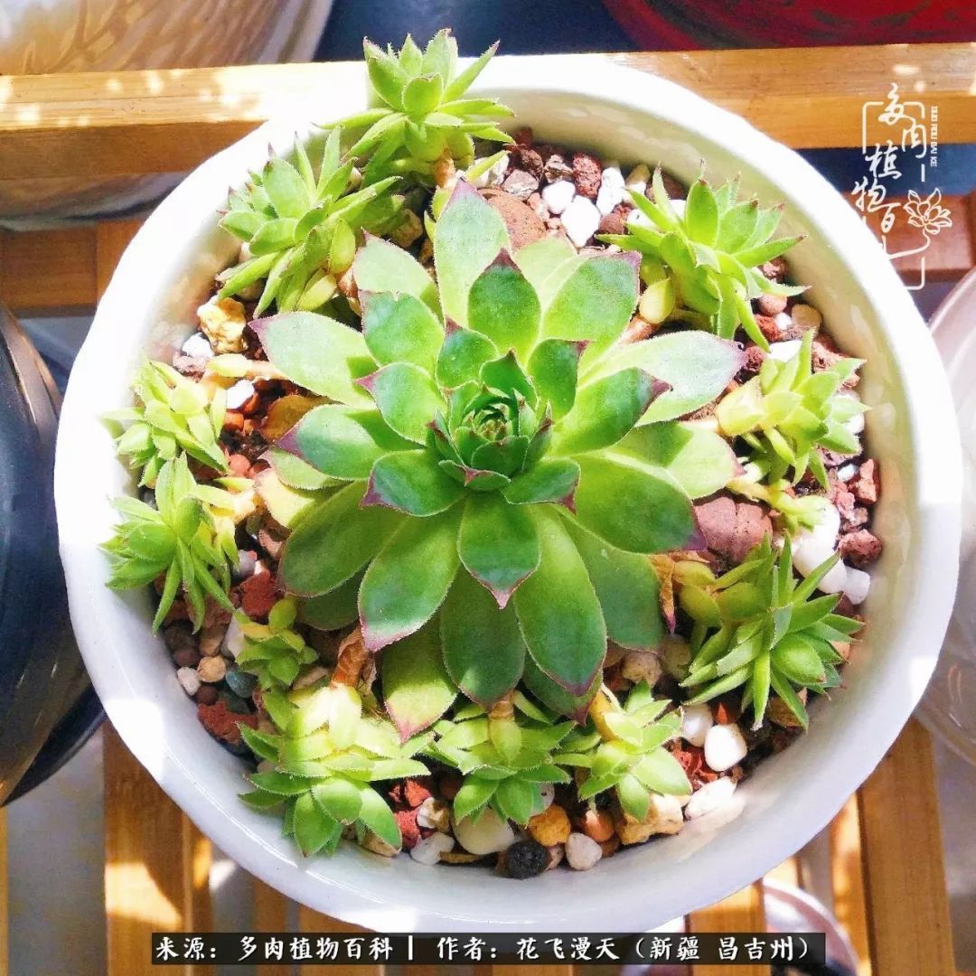 对多肉是发自内心的喜欢，心甘情愿被它们俘虏！