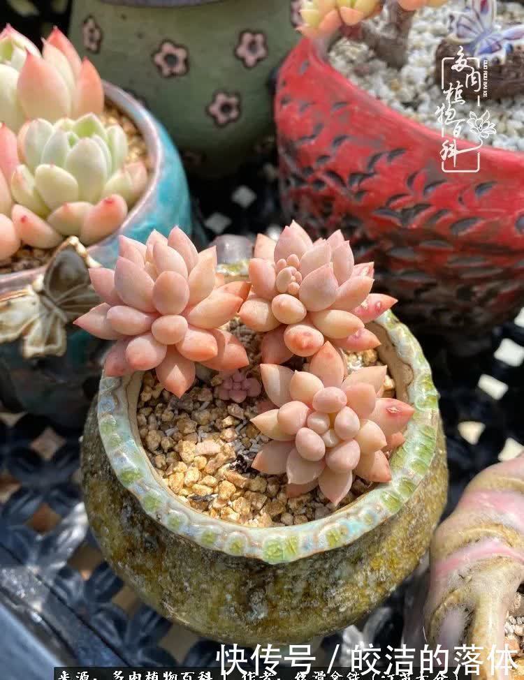 阳光露台多肉,天时地利人和!美肉知时节,当春乃发生!