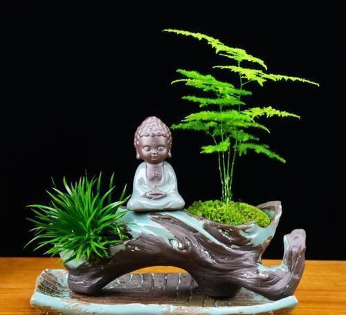 家里光照差?就养此花,耐阴好养,书香味十足,摆上一盆很上档次