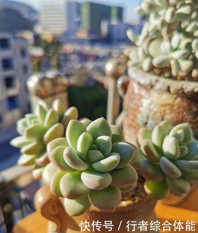 一方阳台,一方多肉,我的生活和姿态!一方阳台,一方多肉,我的生活和姿态!