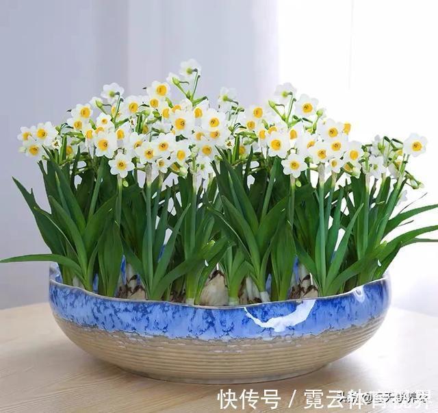 这六种花都是“毒花”,家里有老人、小孩、孕妇的,千万要慎养!