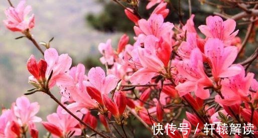 农历7月18号起,最适合养这些花,花芽呼呼钻,烂漫迷人眼