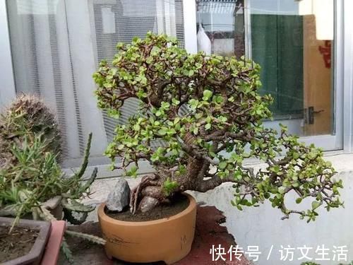 虎尾兰|客厅适合养的5种“耐旱花”，1个月不用浇水，反而爆盆！