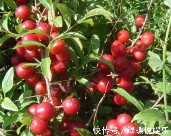 补铁|乡下树上疯长的它,补钙补铁,还能入药,是女人的最爱,你认识吗