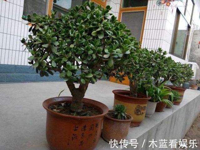 修剪|玉树这样“修剪”才能茎秆粗壮,“玉树临风”,花开不败