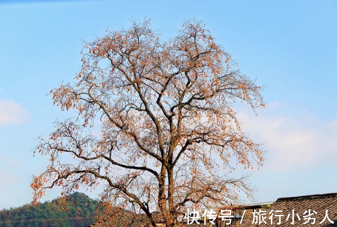 友人&一树红柿摇乡愁