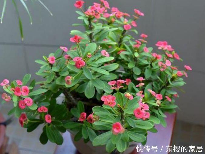 4种漂亮花,好养易活,花开不断,养在阳台美极了