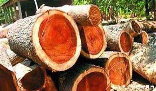 世上这些“奇香异味”的名贵木种，您能认出几个？