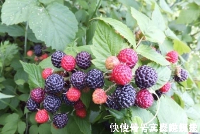 养花不如栽果树,试试种几款果树,果子大又甜