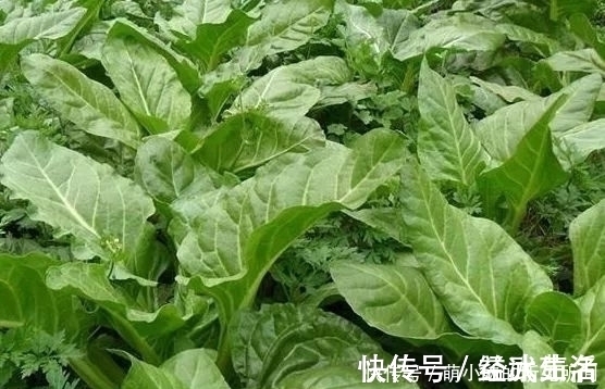 牛皮菜|过去以难吃出名的野草，后来被用来喂猪，现在又成了天然蔬菜！