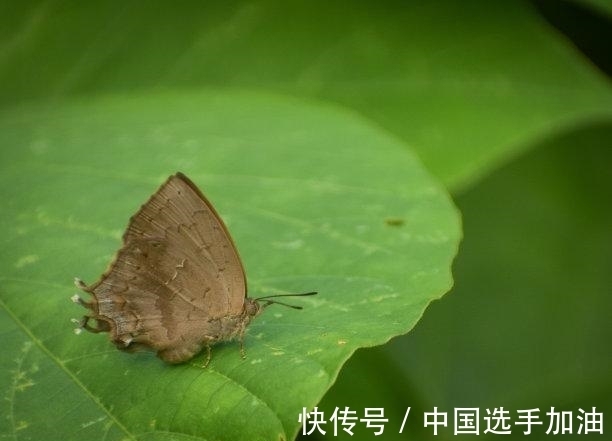 双子座|未来8天，回忆美好，思念成狂，执手再爱，爱火重燃，再续深情