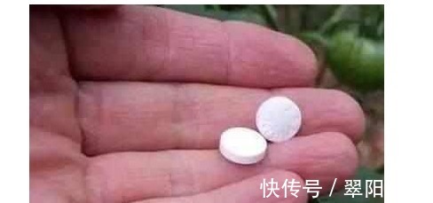 养花|还傻傻给君子兰乱浇水难怪不开花,教你一招花开灿烂又大朵