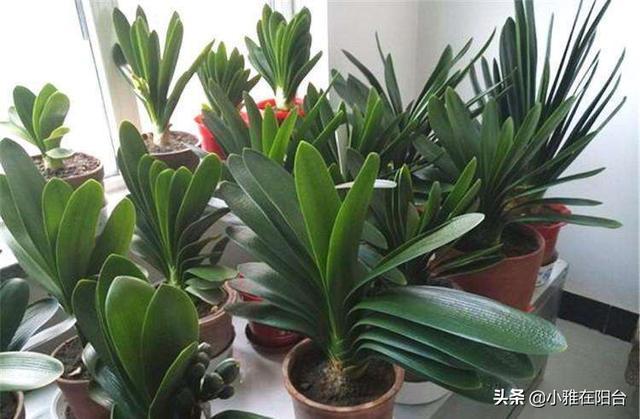 君子兰黄叶、烂根，5招就行了，叶绿、叶大，开花更多更美！