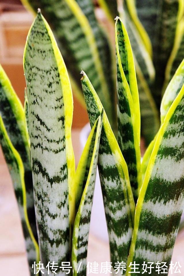 养7种花,浇水容易冻死,干养才是过冬的“法宝”!