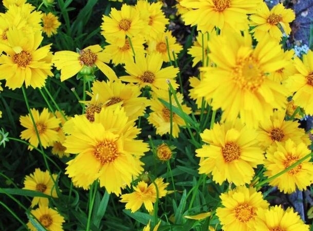 喜欢养菊花,不如养“帝女花”,花期10-11月,还能清热解毒