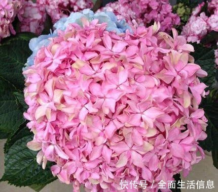 院里种棵“护家树”,开花红得像火,越养越有福气!