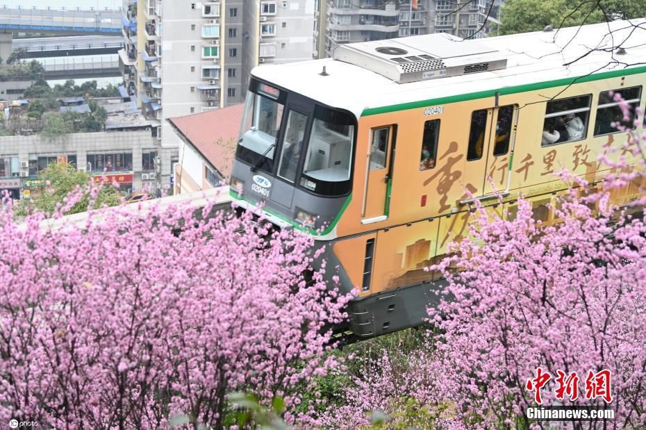 重庆|超美！重庆轻轨穿梭花海 如开往春天的列车
