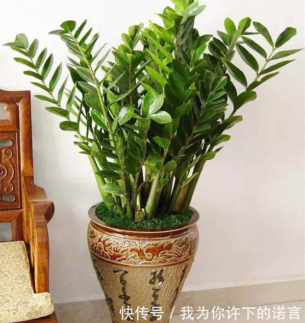 勤快的人,这5种花还是不要养了!它们只适合懒人养,一养就活!